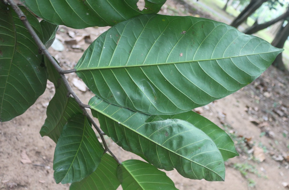 Treculia africana Decne. ex Trécul